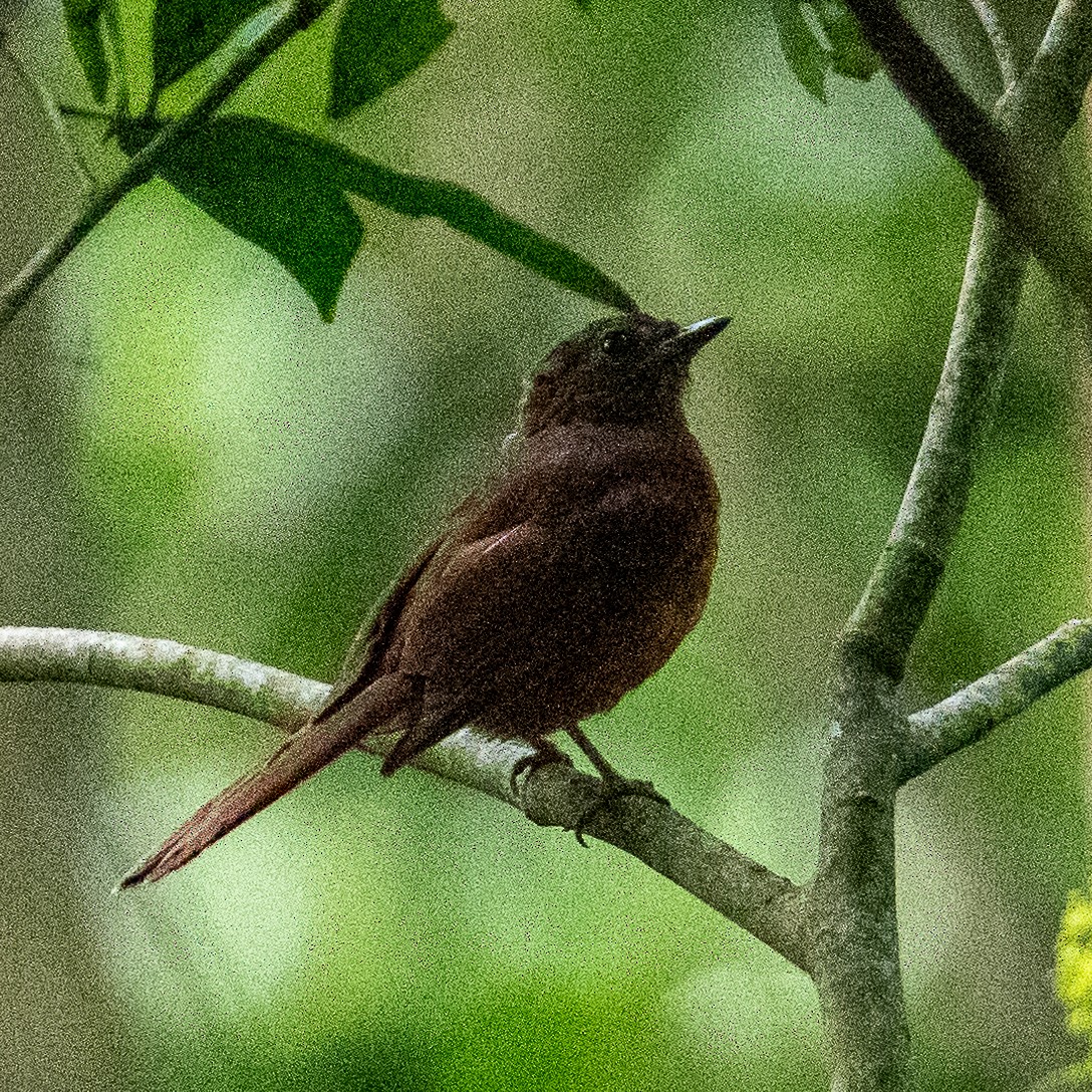 Rufous Flycatcher-Thrush - Steve McInnis