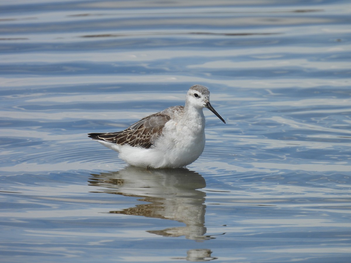 Wilson's Phalarope - ML608403904