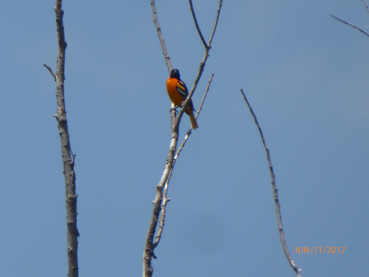 Baltimore Oriole - ML60840391