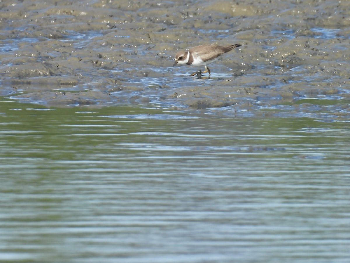 Semipalmated Plover - ML608403945