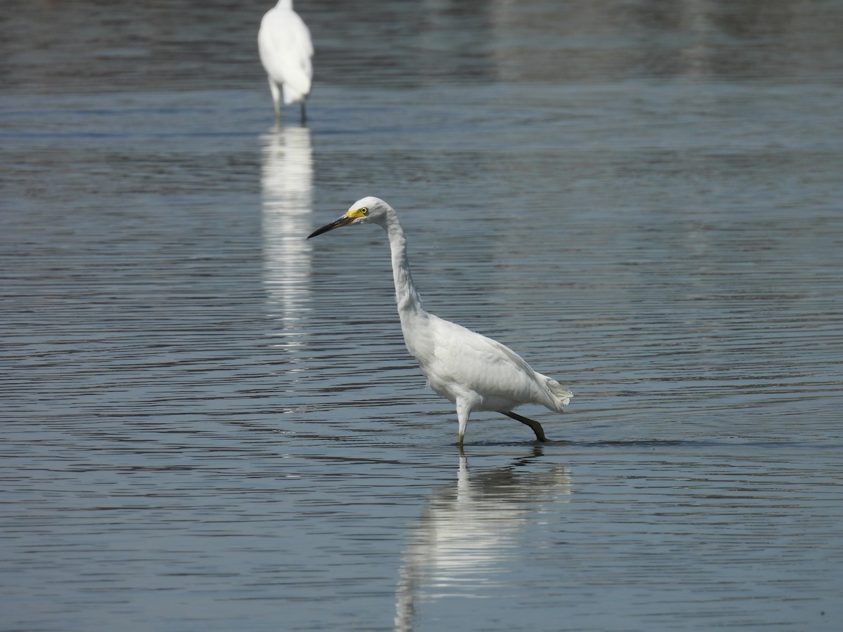 Snowy Egret - ML608403963