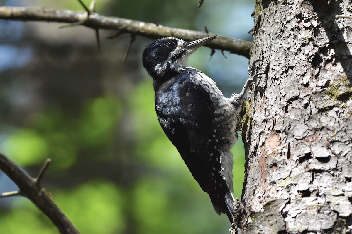 Black-backed Woodpecker - ML608403984