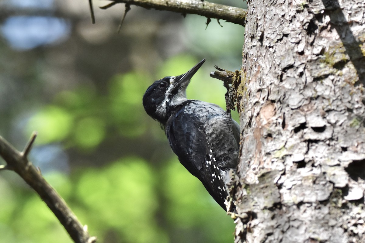 Black-backed Woodpecker - Kevin Gevaert