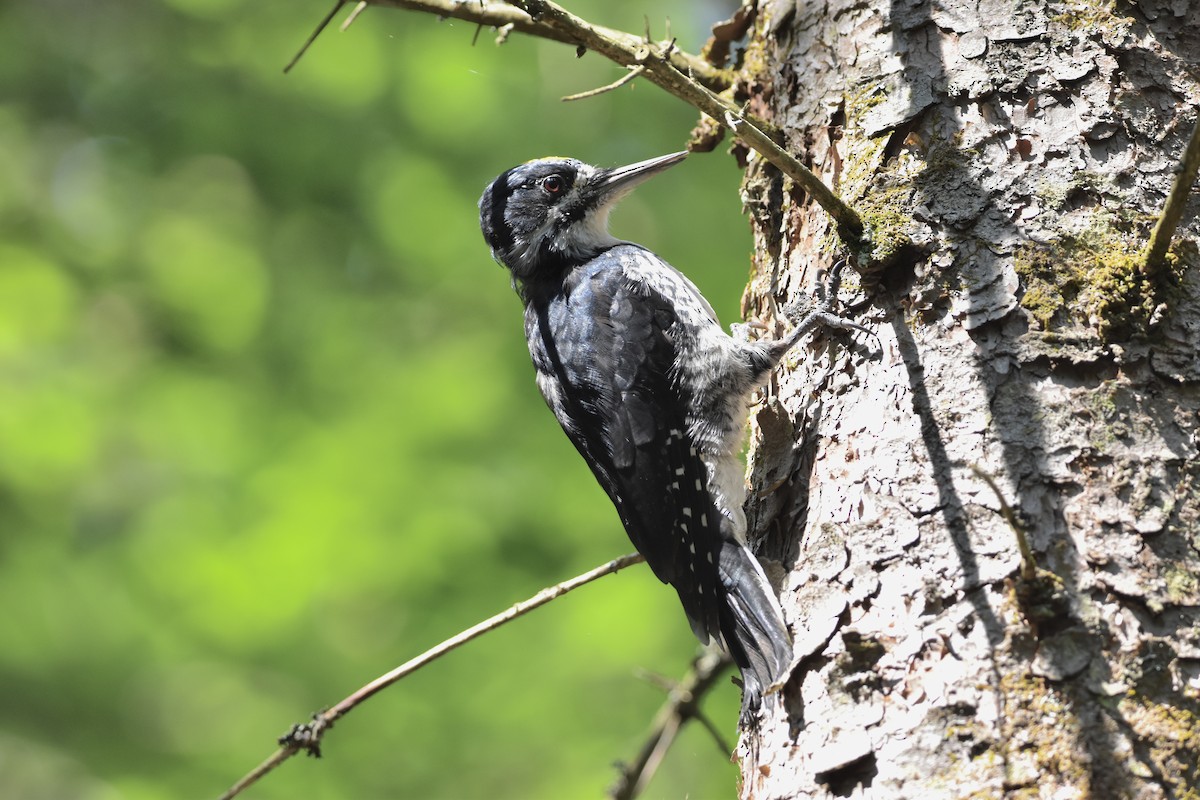 Black-backed Woodpecker - Kevin Gevaert