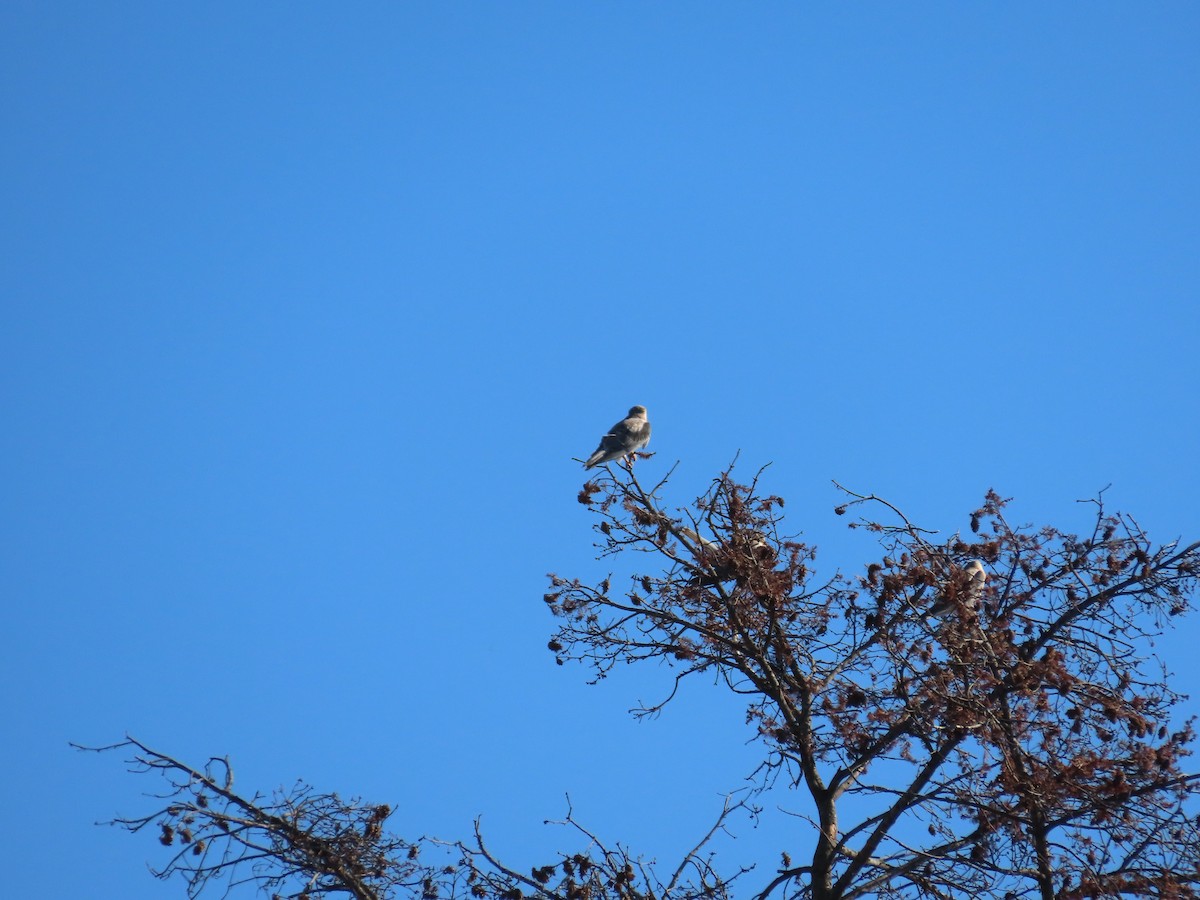 White-tailed Kite - ML608404006