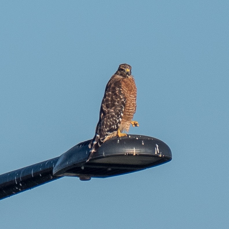 Red-shouldered Hawk - ML608404024