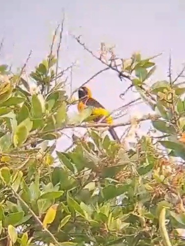 Orange-crowned Oriole - ML608404028