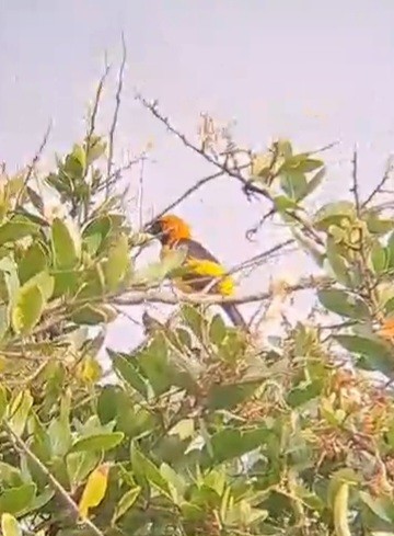 Orange-crowned Oriole - ML608404029