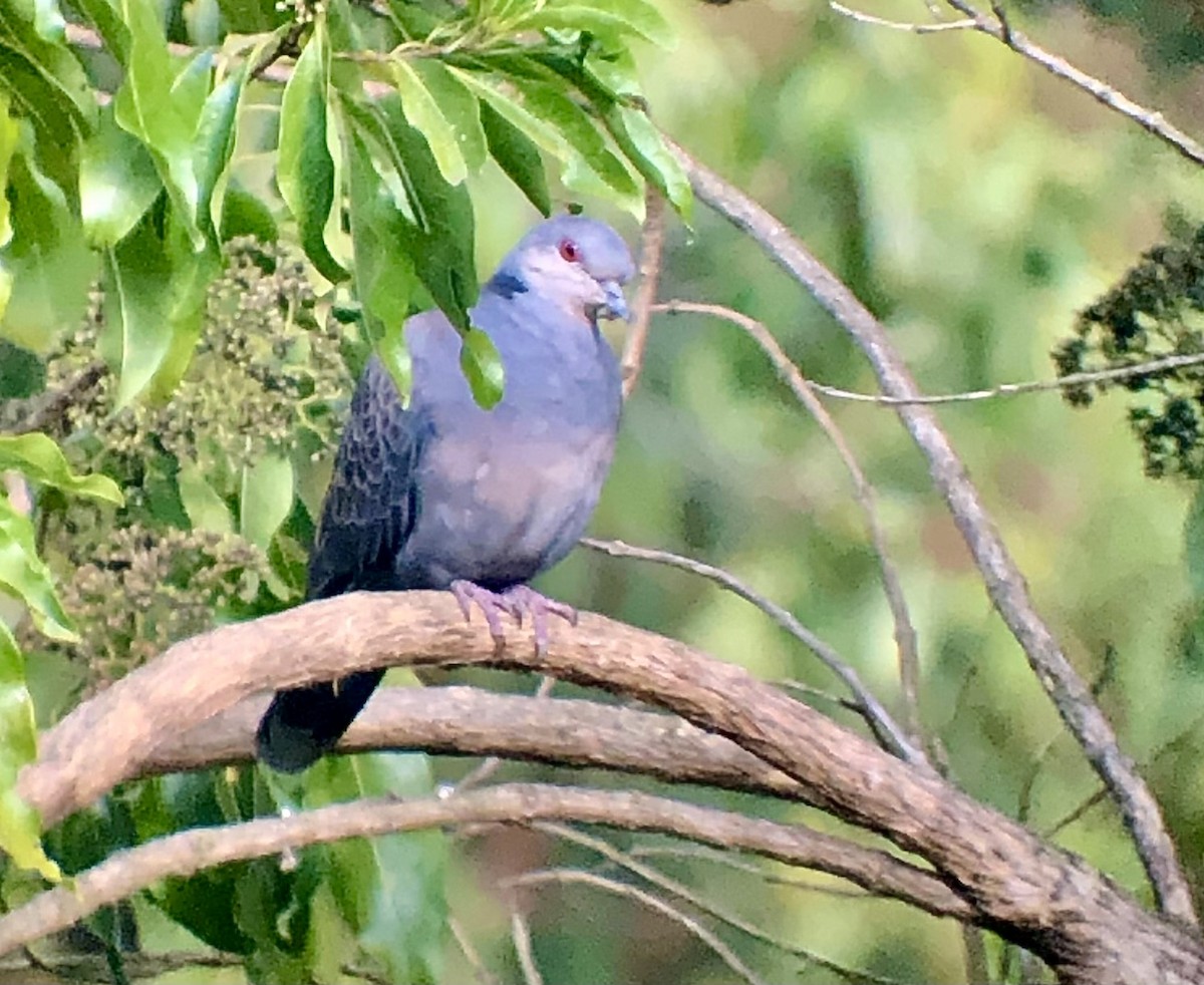 Dusky Turtle-Dove - ML608404080