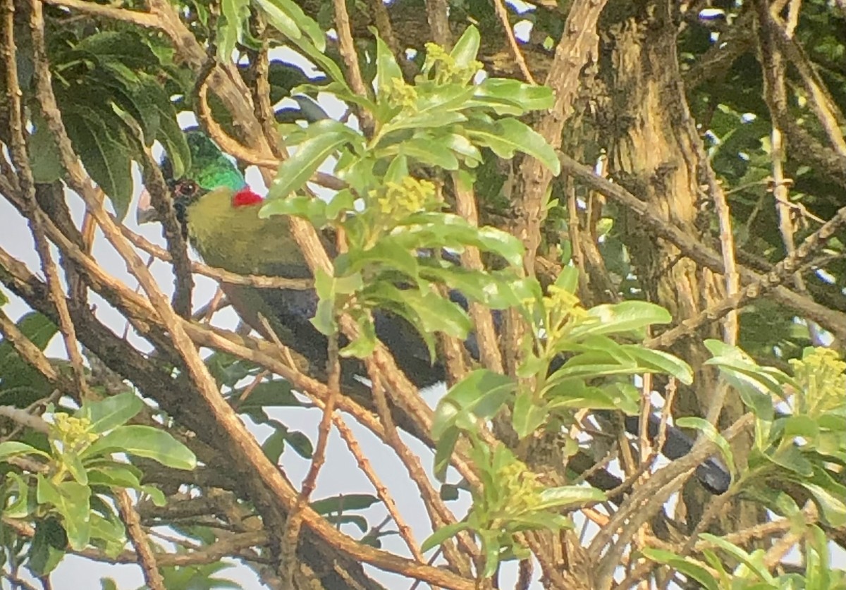 Rwenzori Turaco - Alison Huff