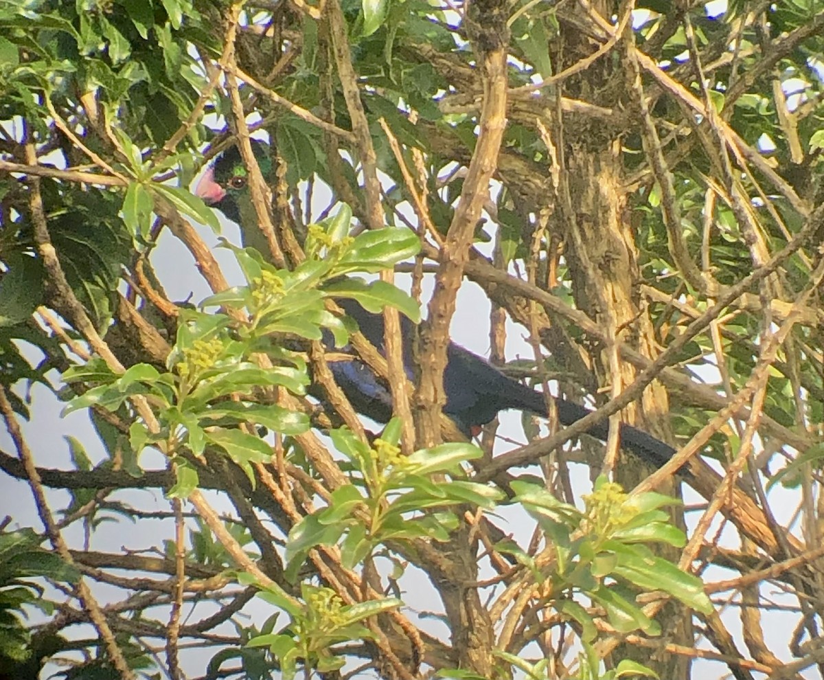 Rwenzori Turaco - ML608404090