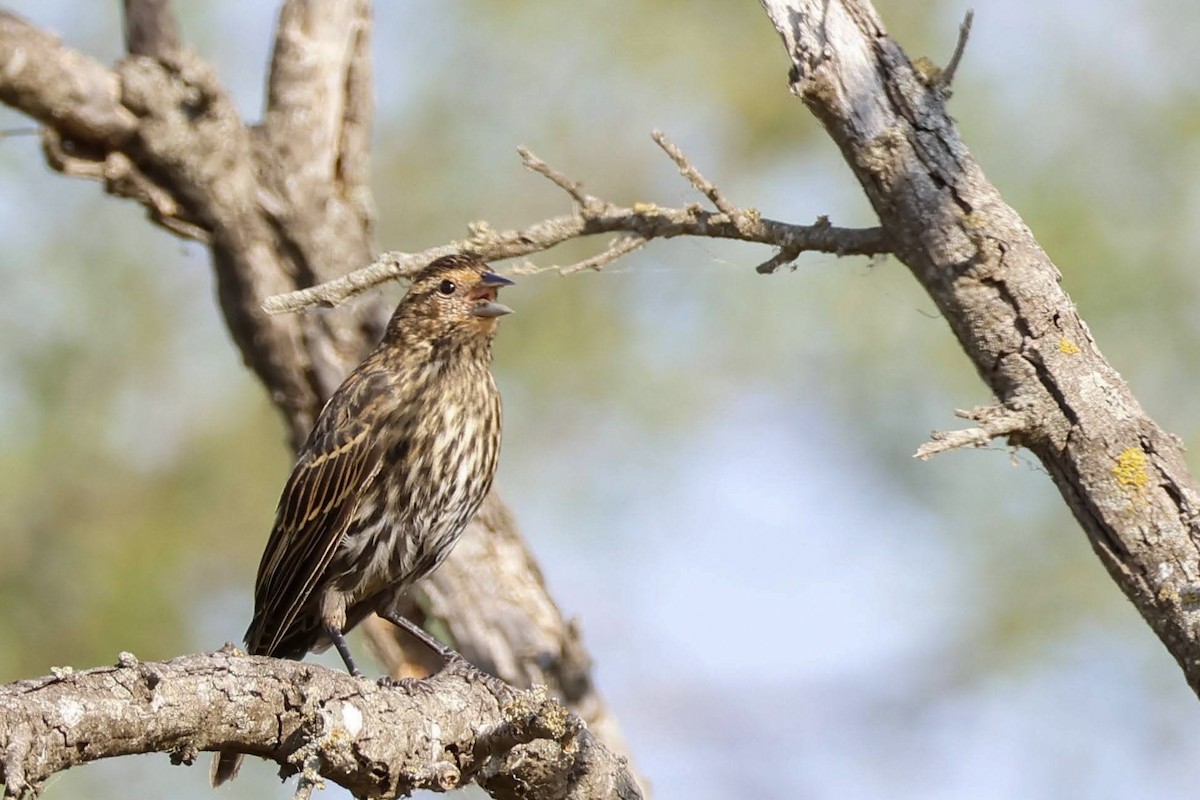 Red-winged Blackbird (Red-winged) - ML608404097