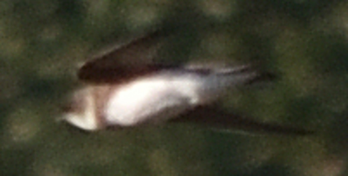 Bank Swallow - ML608404278