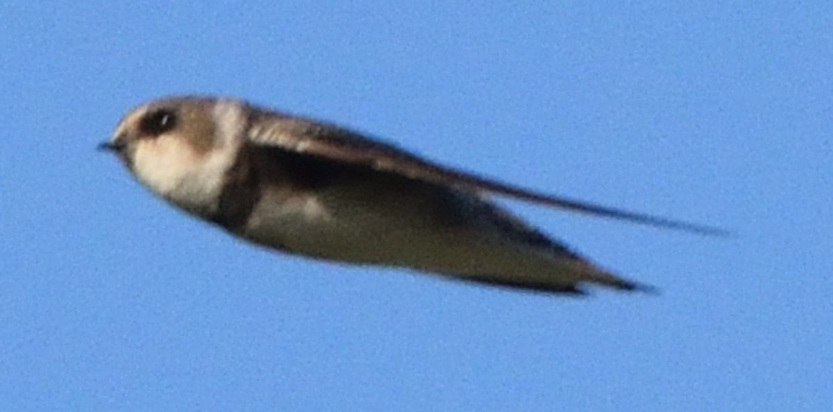 Bank Swallow - ML608404279