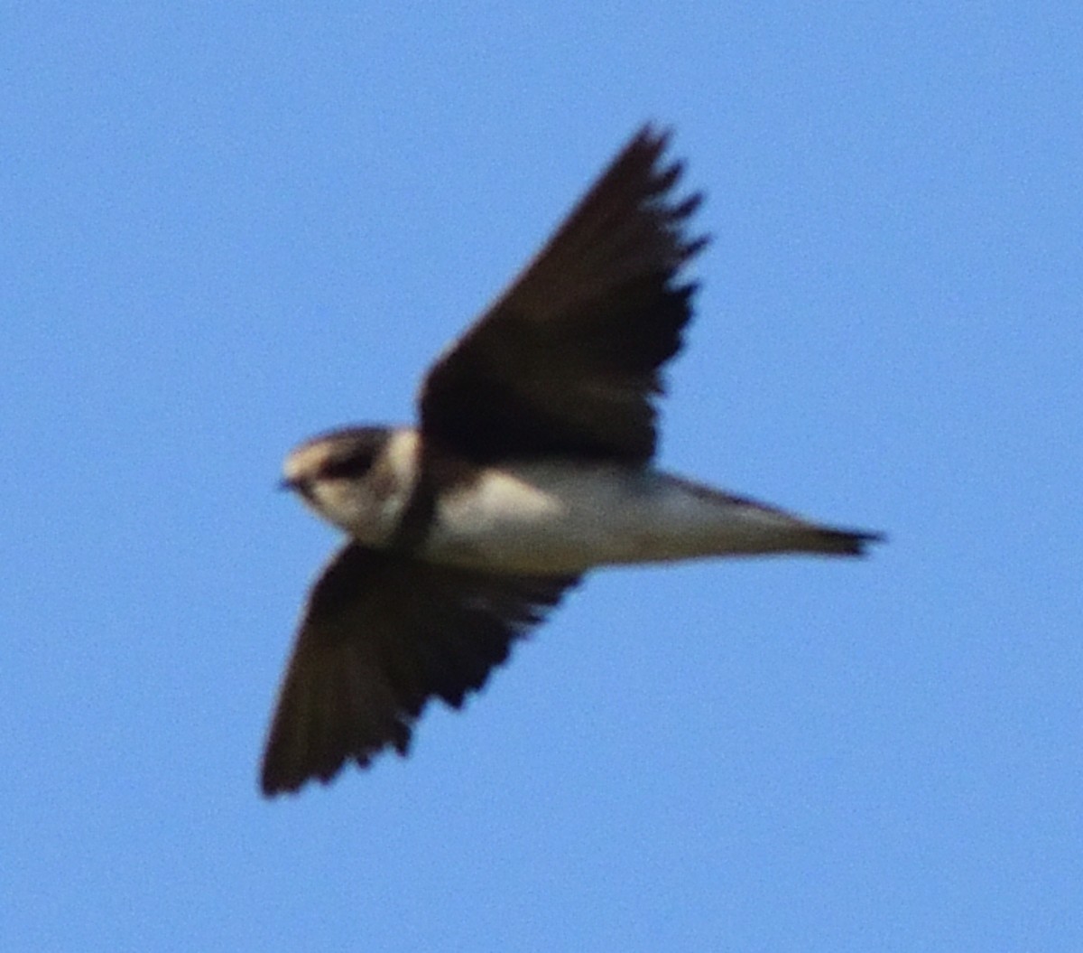 Bank Swallow - ML608404280