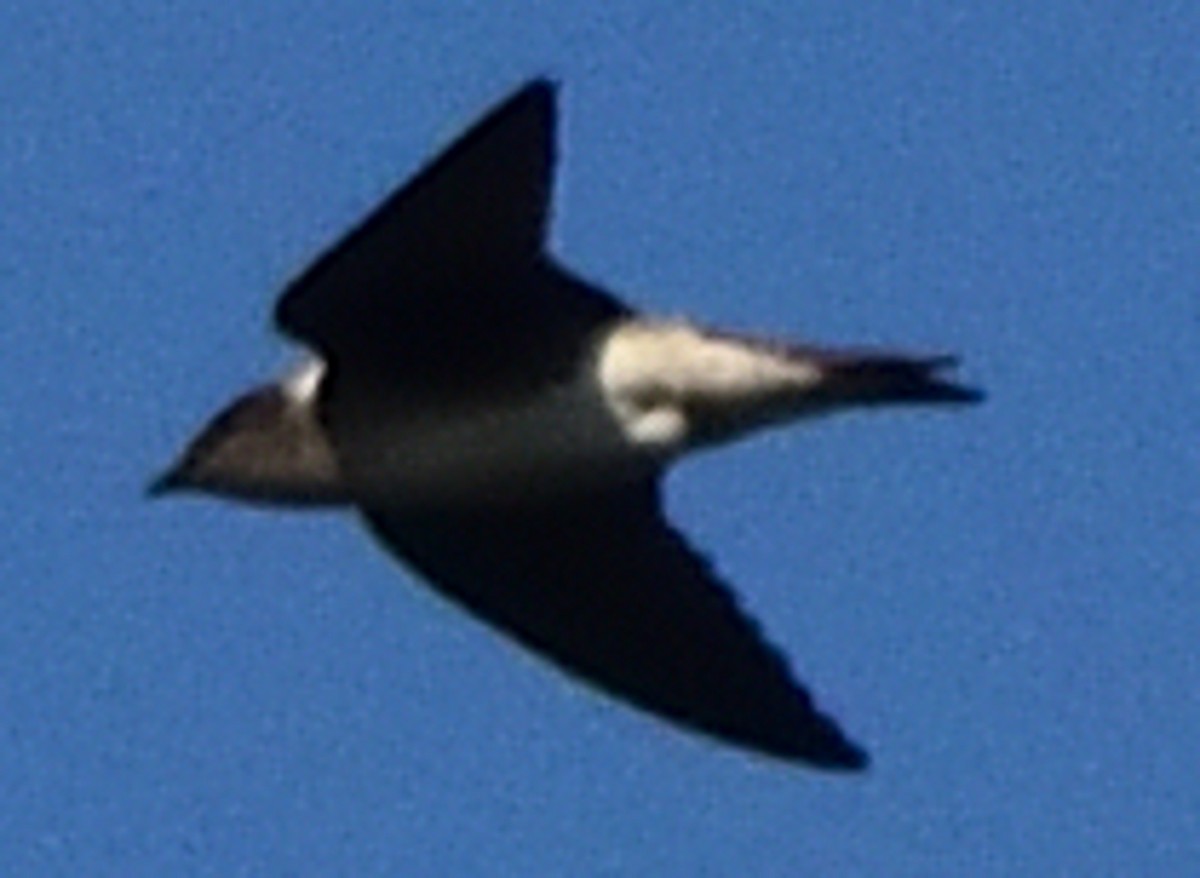 Purple Martin - ML608404283