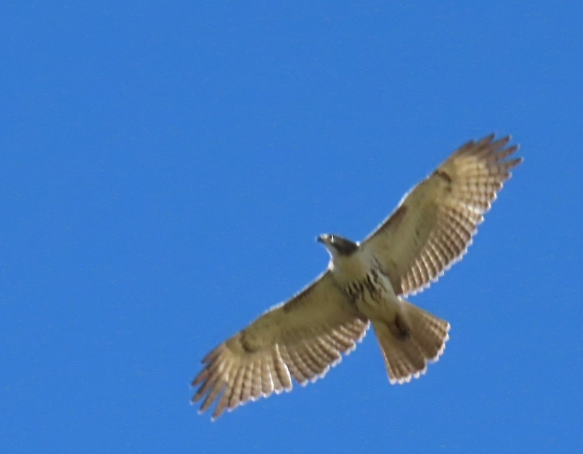 Red-tailed Hawk - Lelia Bentley