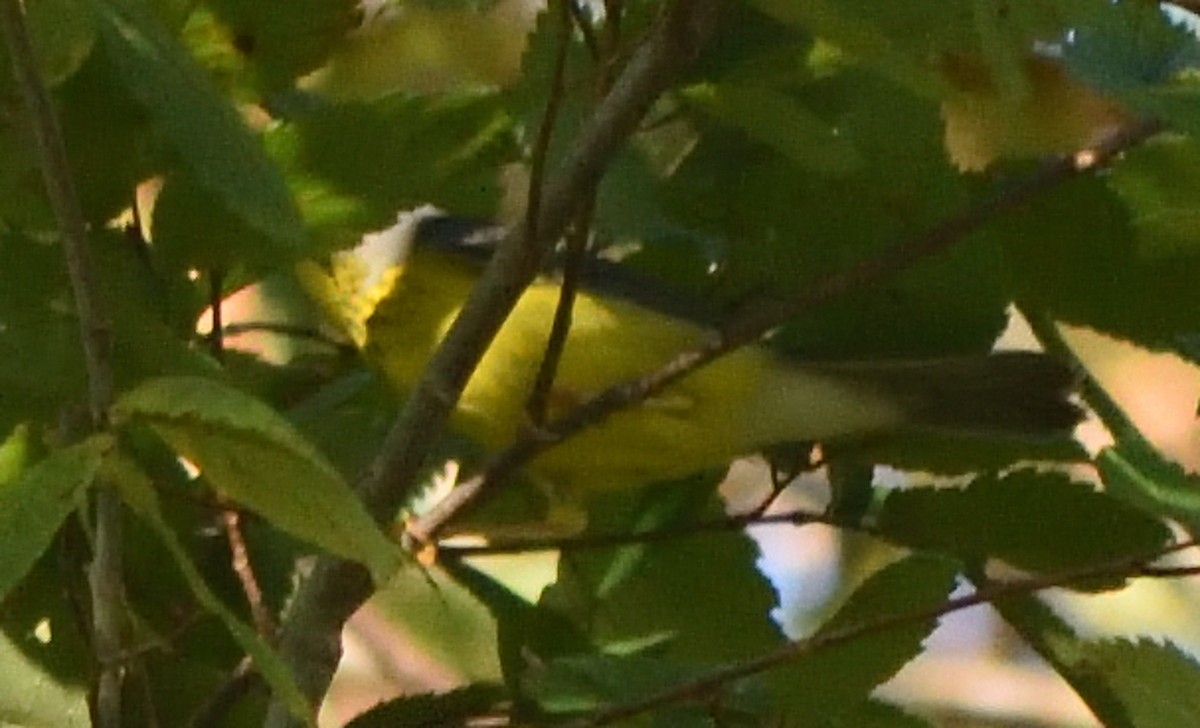Canada Warbler - ML608404293