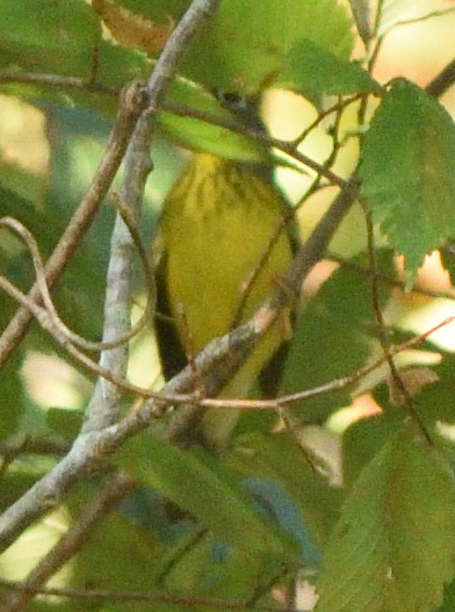 Canada Warbler - ML608404294