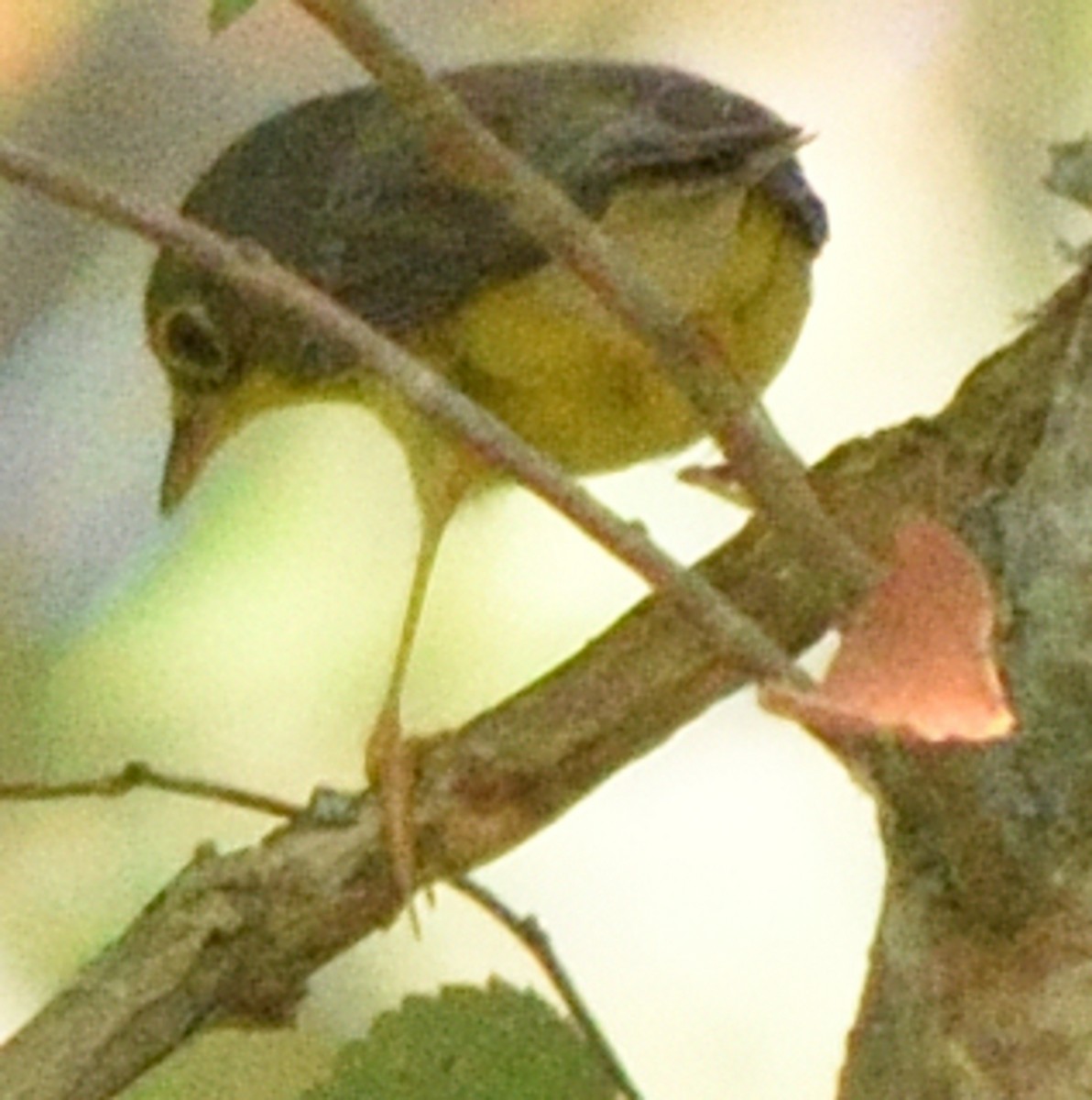 Canada Warbler - ML608404295