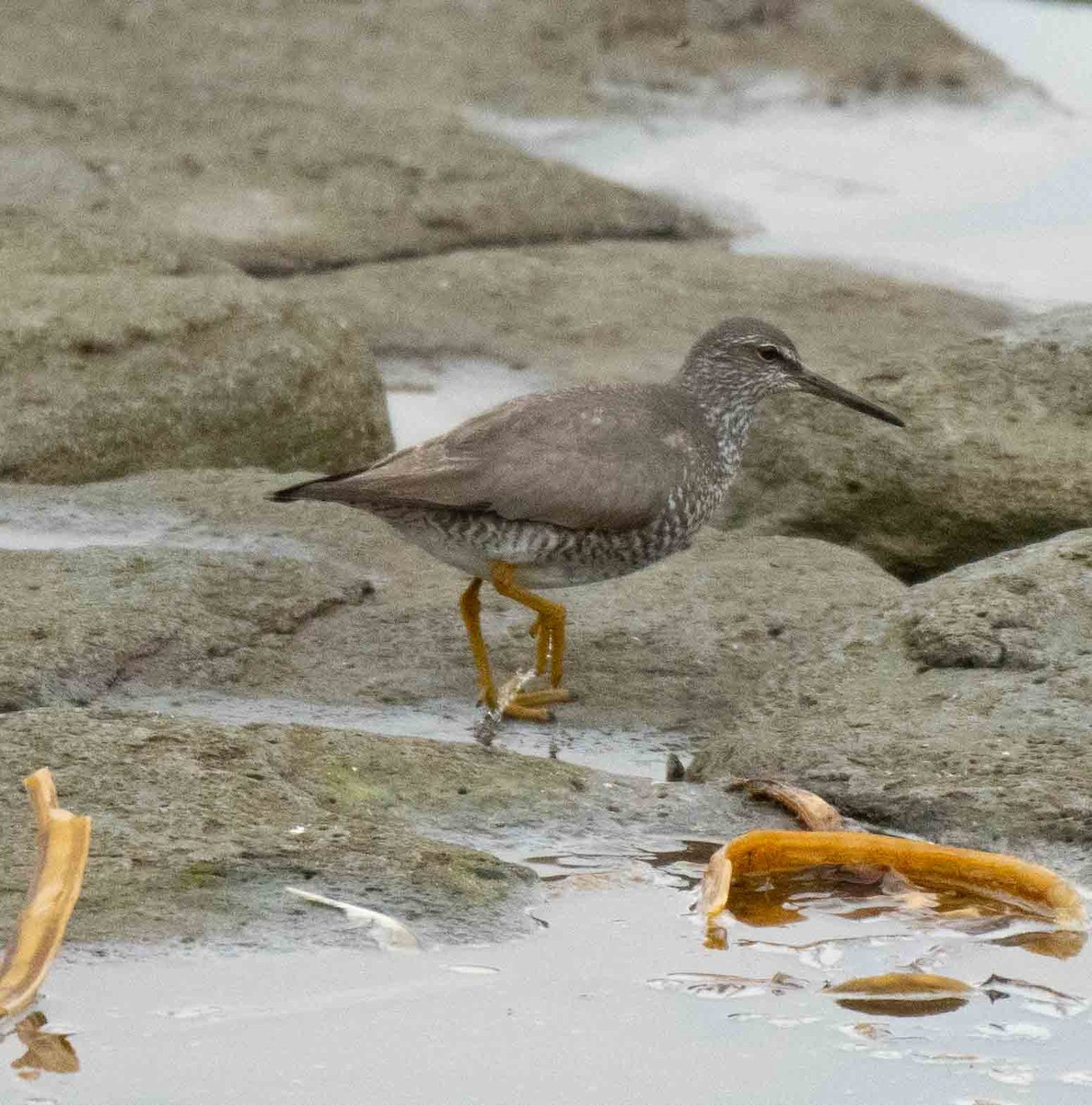 Wandering Tattler - ML608404404