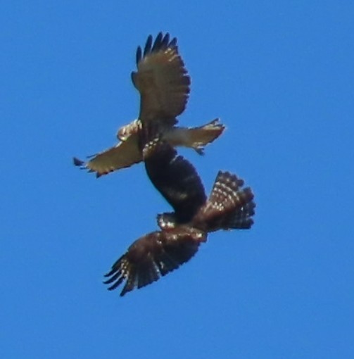 Red-tailed Hawk - ML608404442