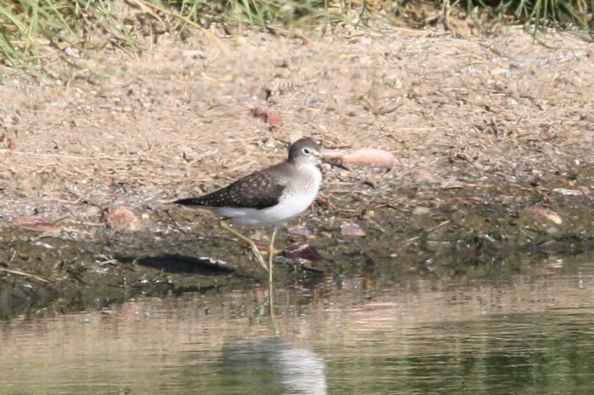 Solitary Sandpiper - ML608404548