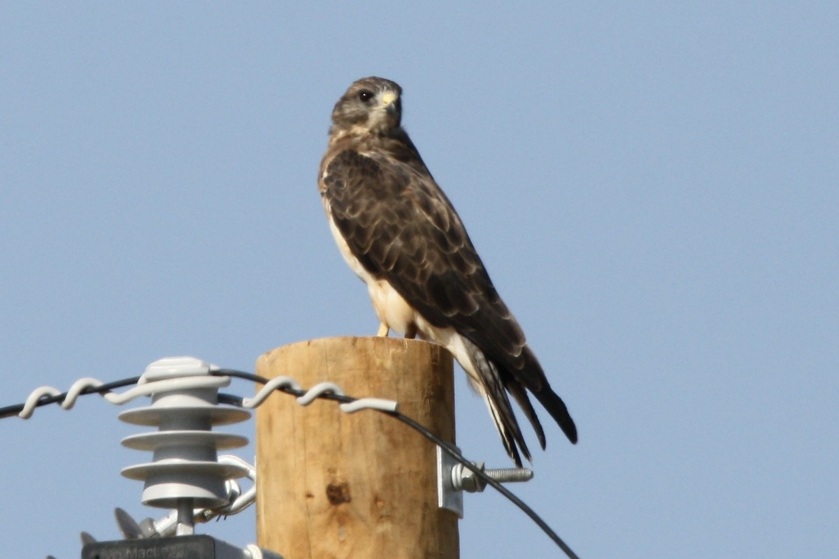 Swainson's Hawk - ML608404562