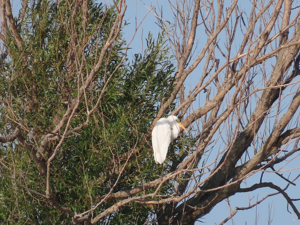 Great Egret - ML608404567