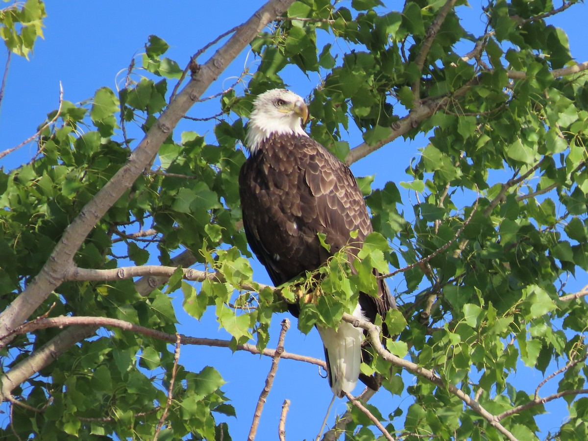 Bald Eagle - ML608404618