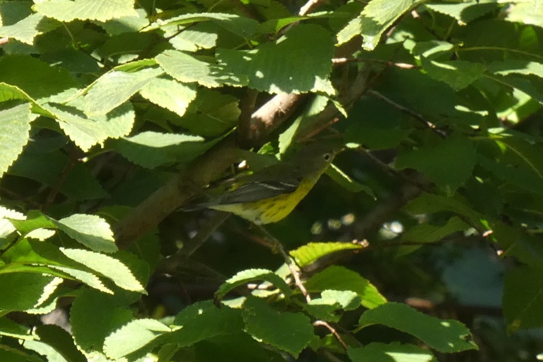 Magnolia Warbler - ML608404644