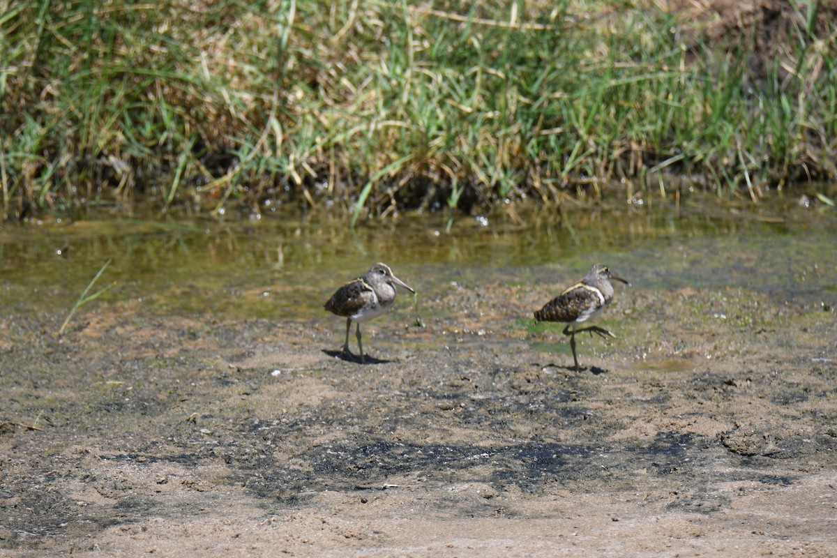 Greater Painted-Snipe - ML608404703