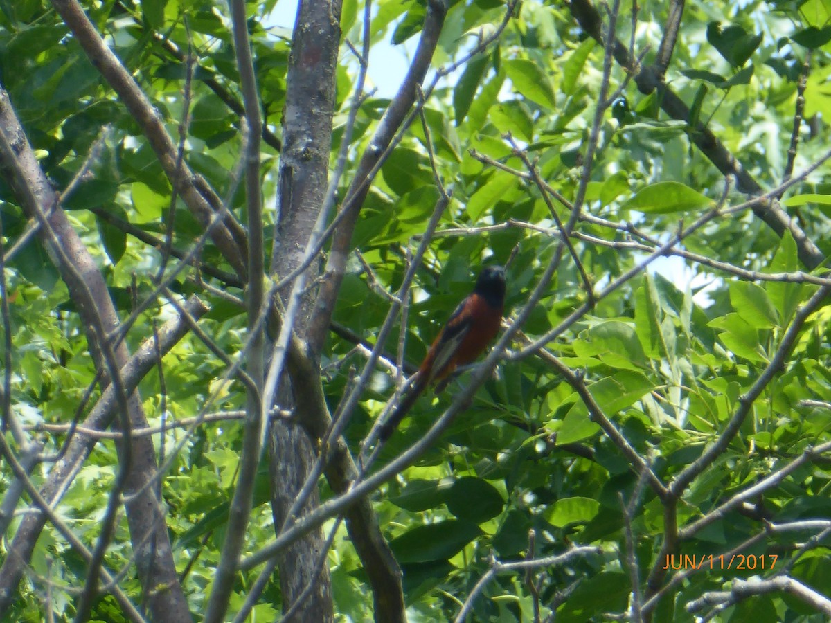 Orchard Oriole - ML60840471