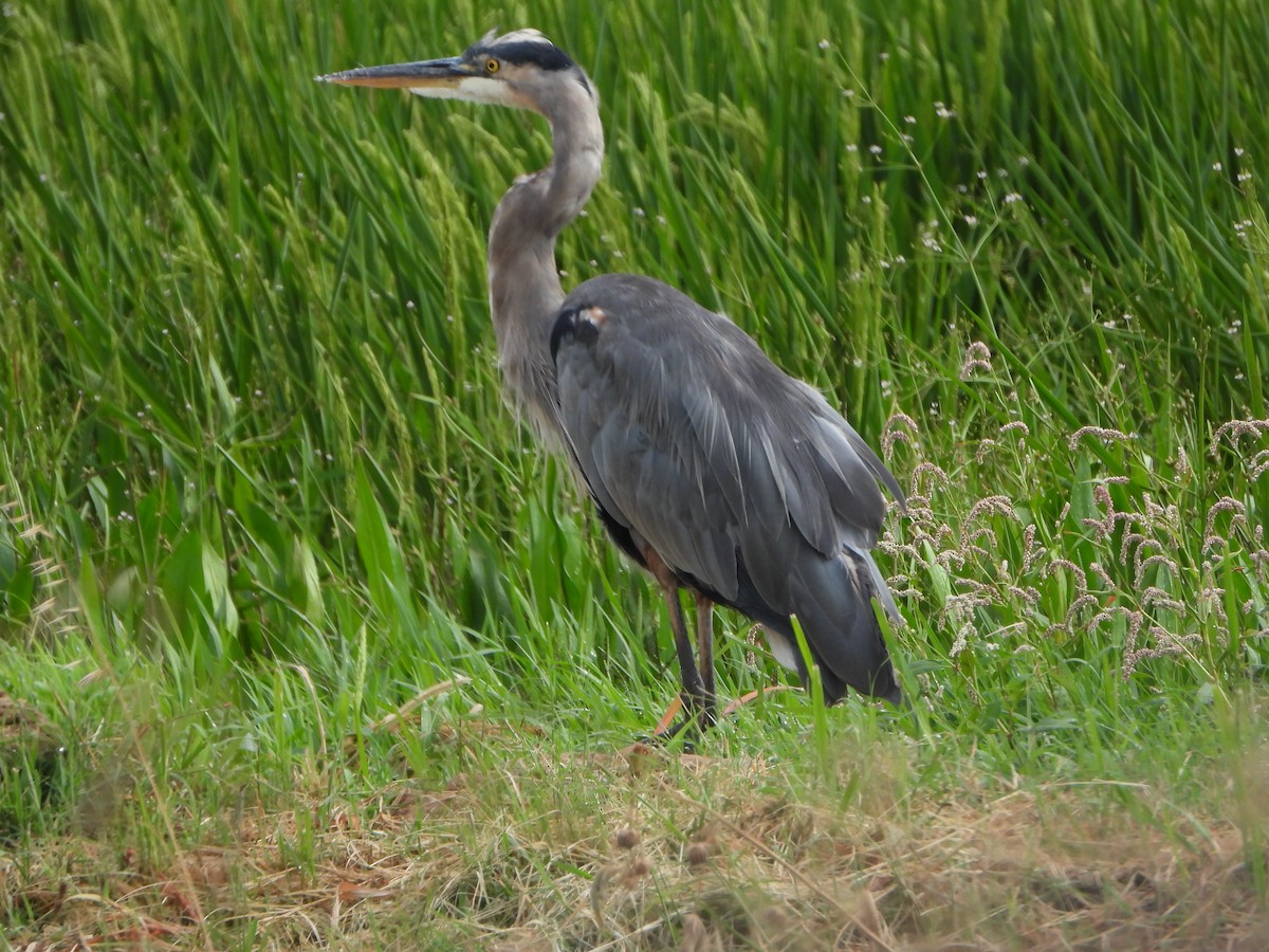 Great Blue Heron - ML608404715