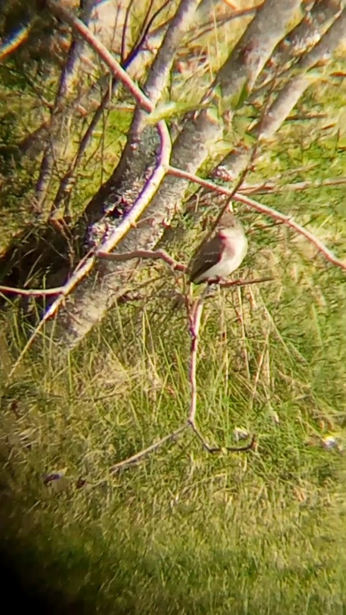 Eastern Phoebe - ML608404717