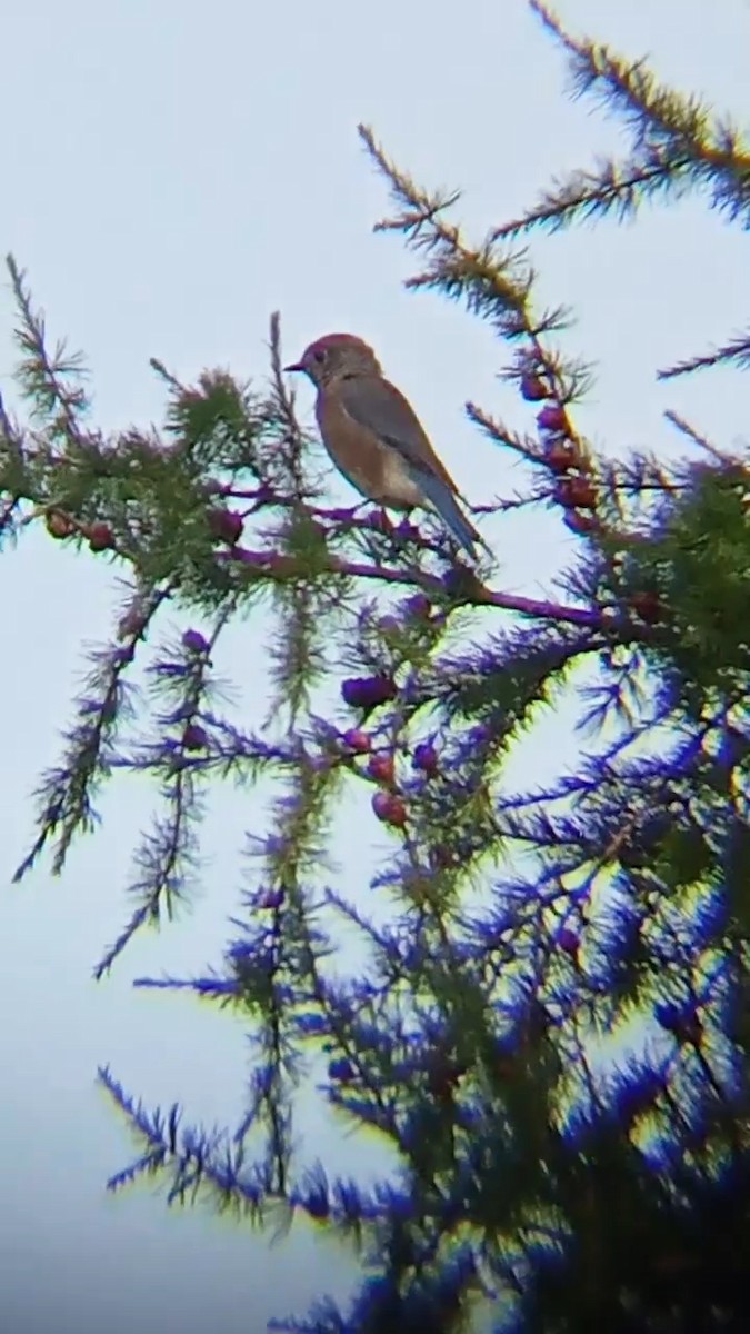 Eastern Bluebird - ML608404748