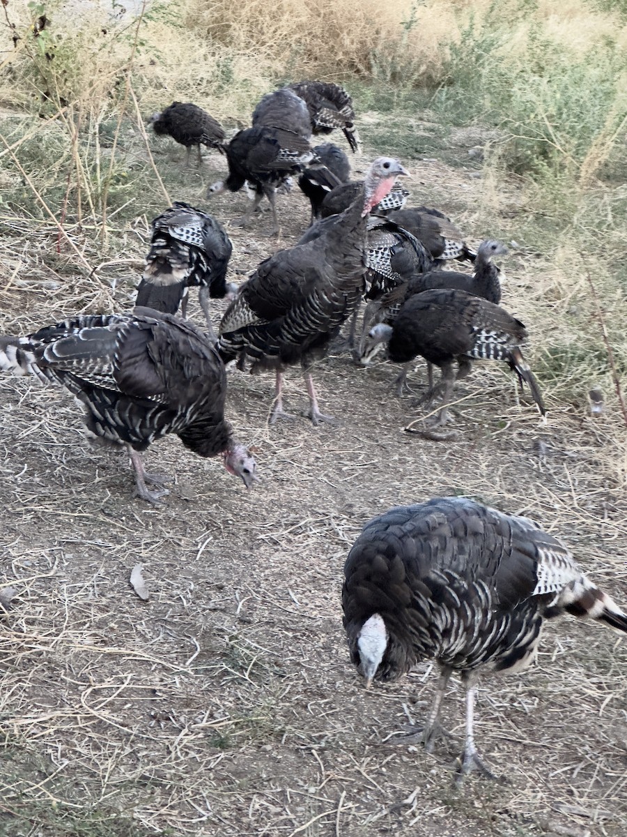 Wild Turkey - Jeanette Tasey