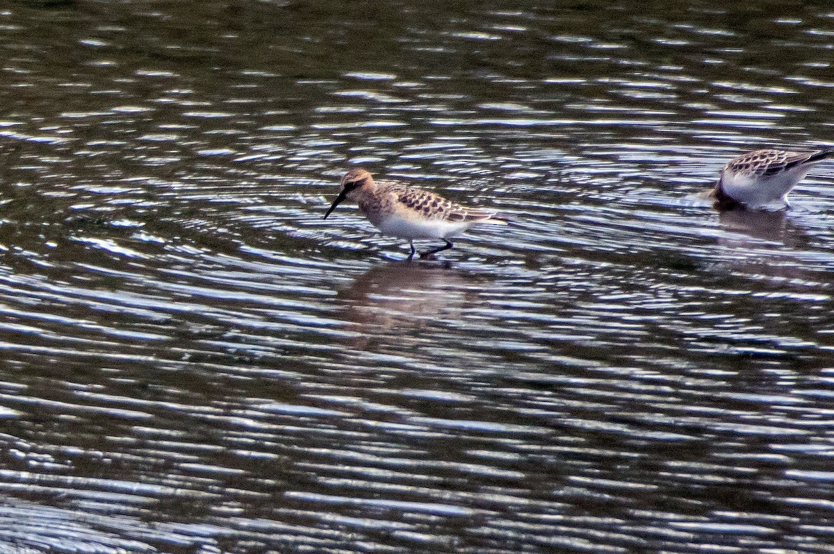 Baird's Sandpiper - ML608404888