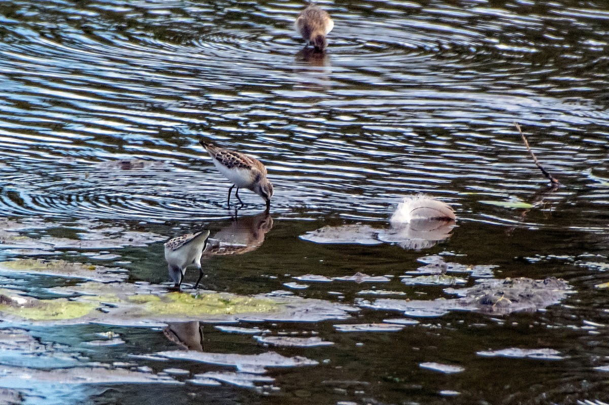 Baird's Sandpiper - ML608404889