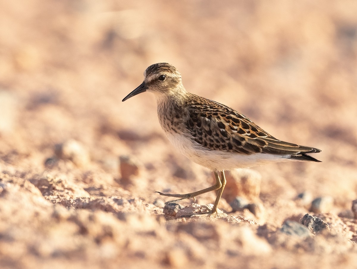 Least Sandpiper - ML608405011