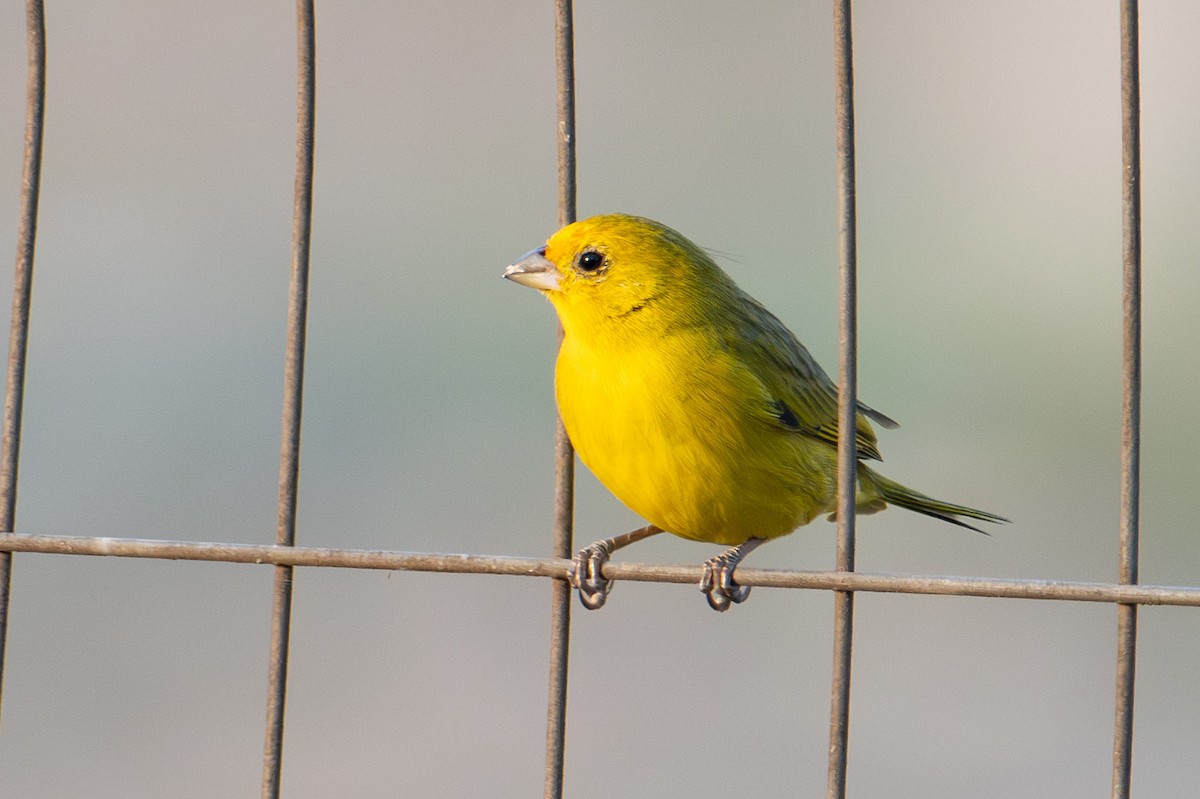 Saffron Finch - ML608405014