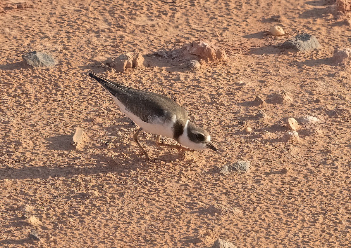 Semipalmated Plover - ML608405126