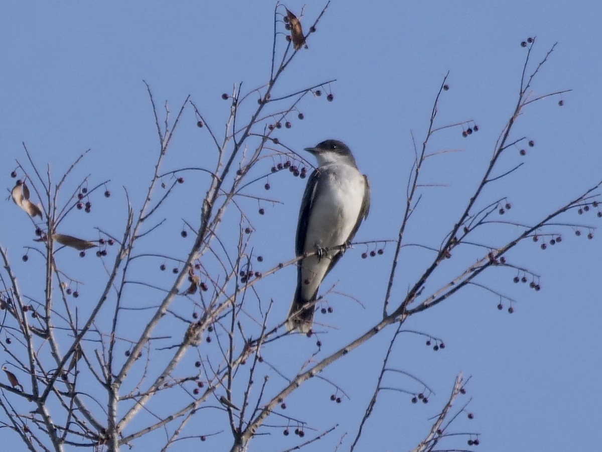 Eastern Kingbird - ML608405144