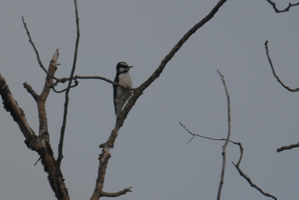 Hairy Woodpecker - ML608405203