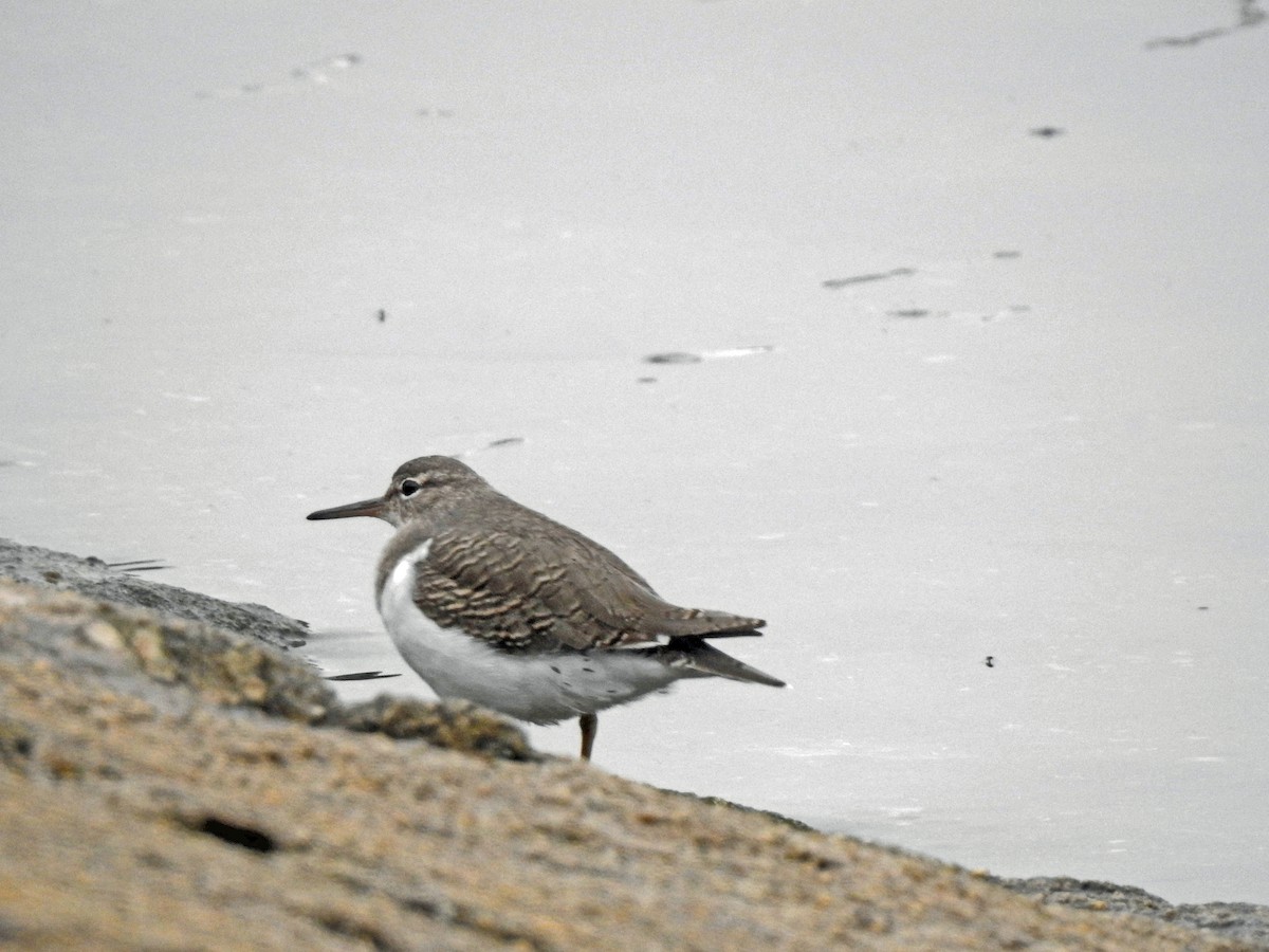 Spotted Sandpiper - ML608405219