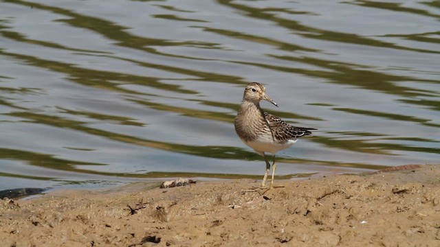 Bécasseau à poitrine cendrée - ML608405285