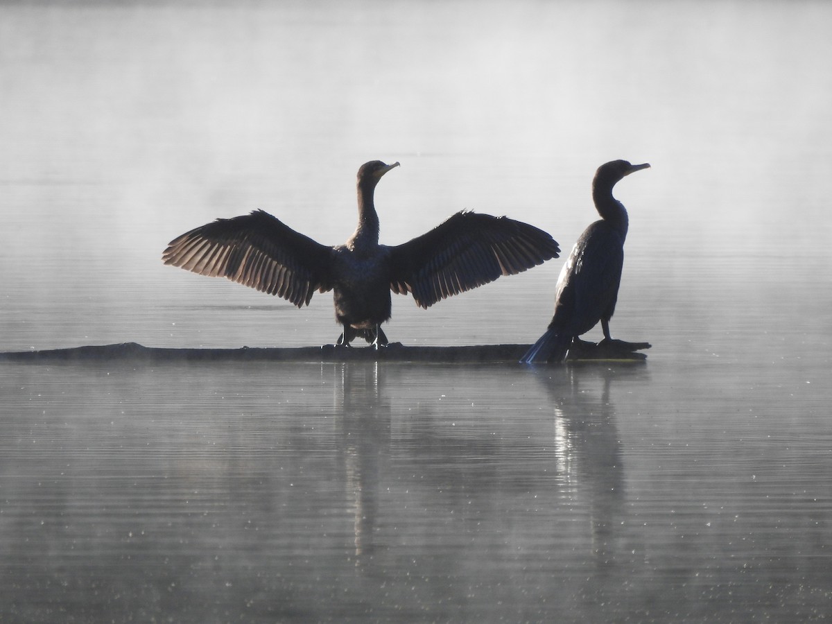 Double-crested Cormorant - Bill Stanley