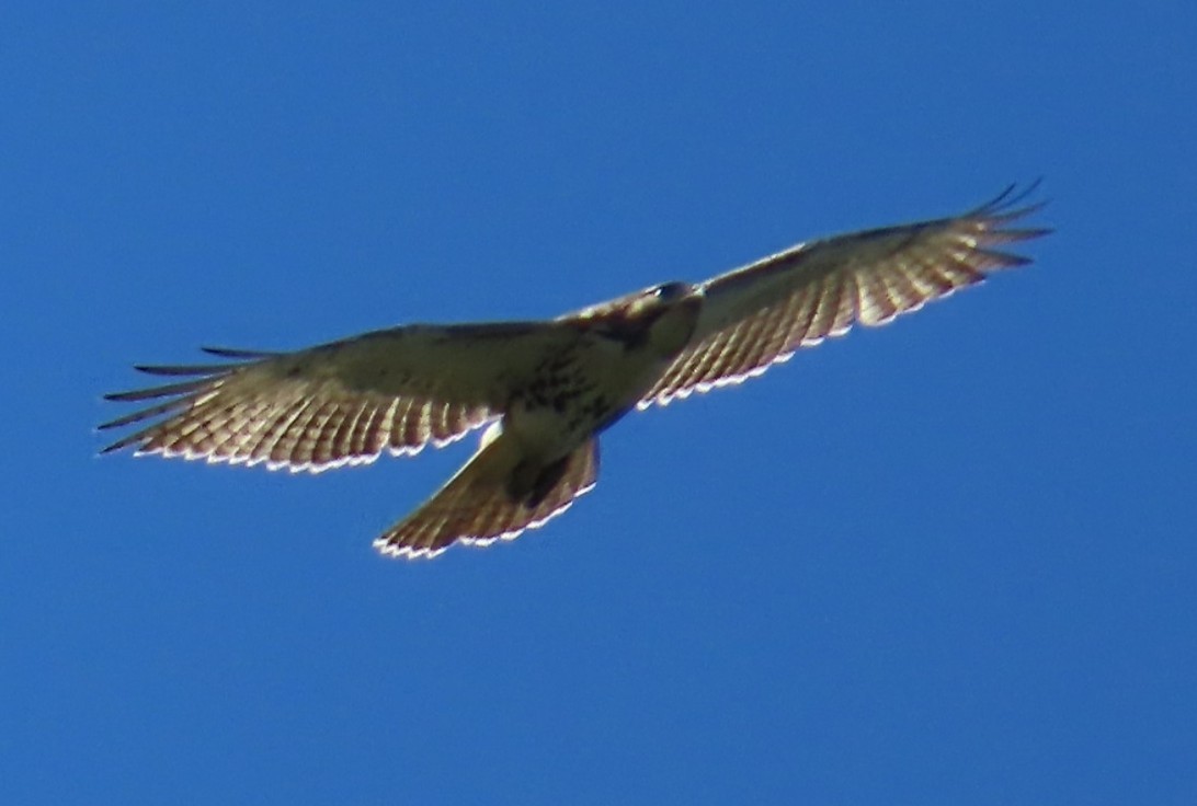 Red-tailed Hawk - Lelia Bentley