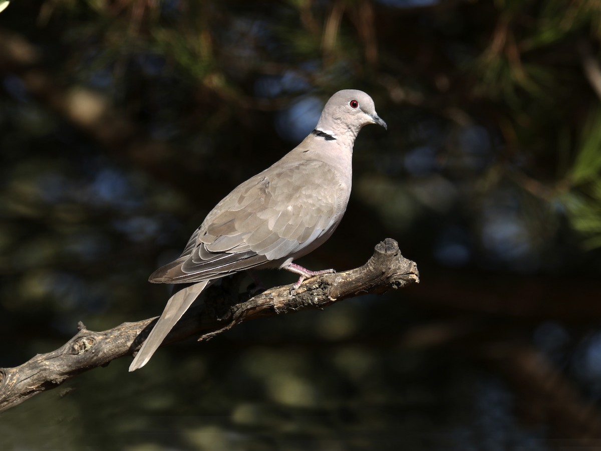 Eurasian Collared-Dove - Francisco Barroqueiro