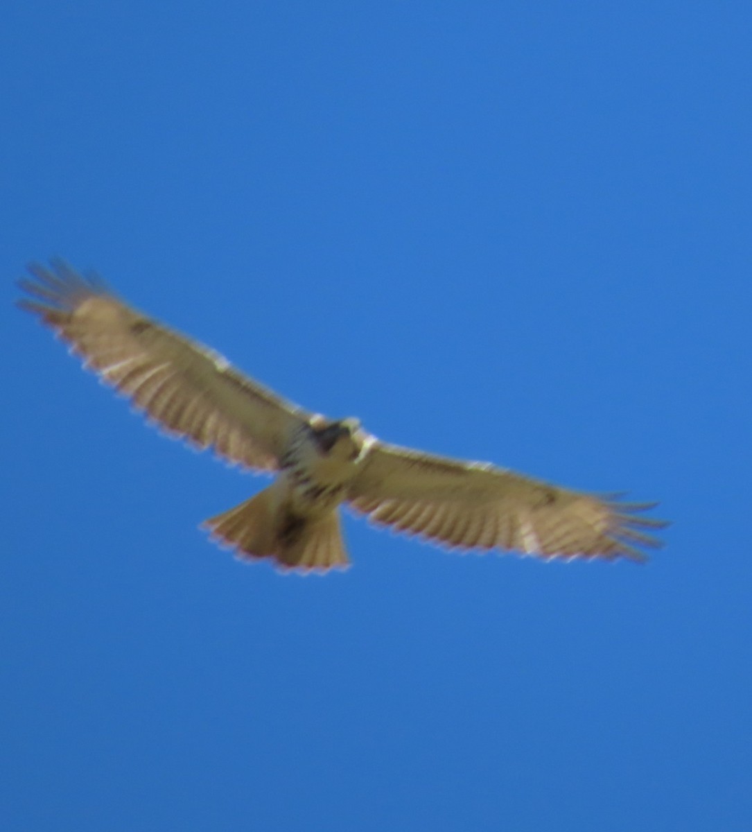 Red-tailed Hawk - Lelia Bentley